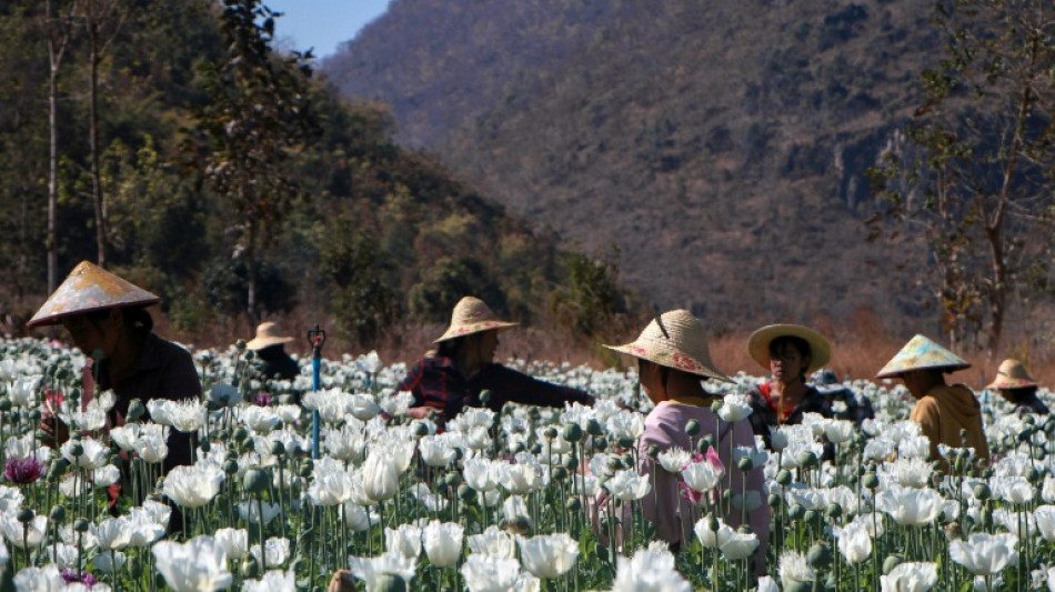 Birmanie: la culture d'opium prosp&egrave;re &agrave; la faveur du chaos