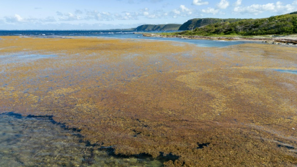Algues en Guadeloupe: l'ann&eacute;e s'annonce charg&eacute;e en sargasses