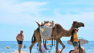 Dans l'H&eacute;rault, des dromadaires pour sensibiliser les vacanciers au ramassage des d&eacute;chets