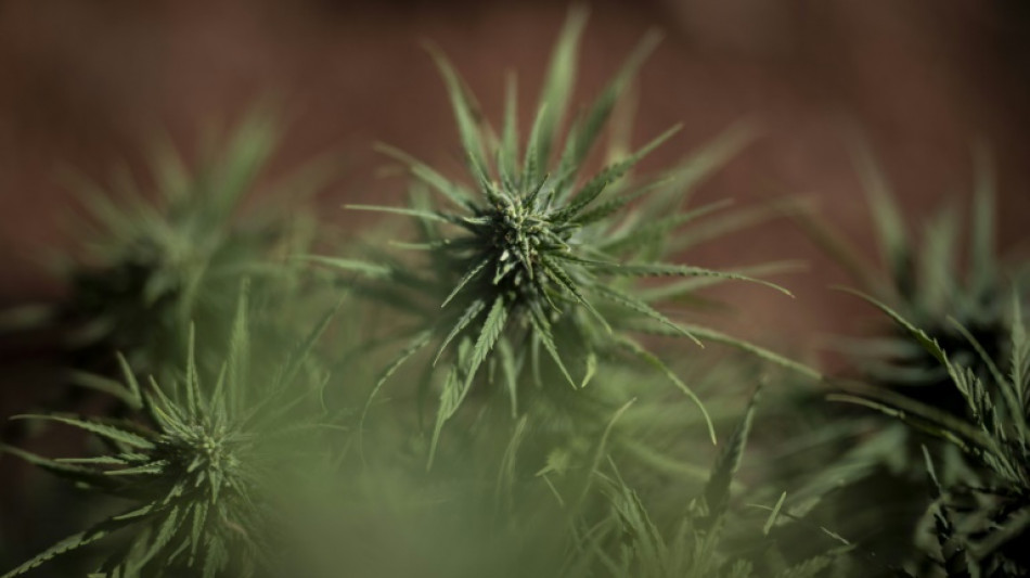 Zw&ouml;lf Cannabisplantagen bei Gro&szlig;razzia in mehreren Bundesl&auml;ndern entdeckt