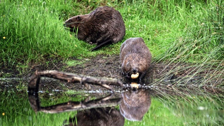 Le castor, alli&eacute; discret de l'environnement, est de retour dans les rivi&egrave;res fran&ccedil;aises