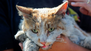 Panische Katze greift in München Einsatzkräfte der Feuerwehr an - Drei Verletzte