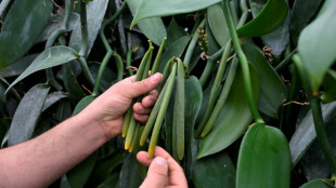 En Bretagne, la vanille fleurit dans d'anciennes serres à tomates
