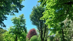 E' la festa dell'albero, in città 24 per 100 abitanti