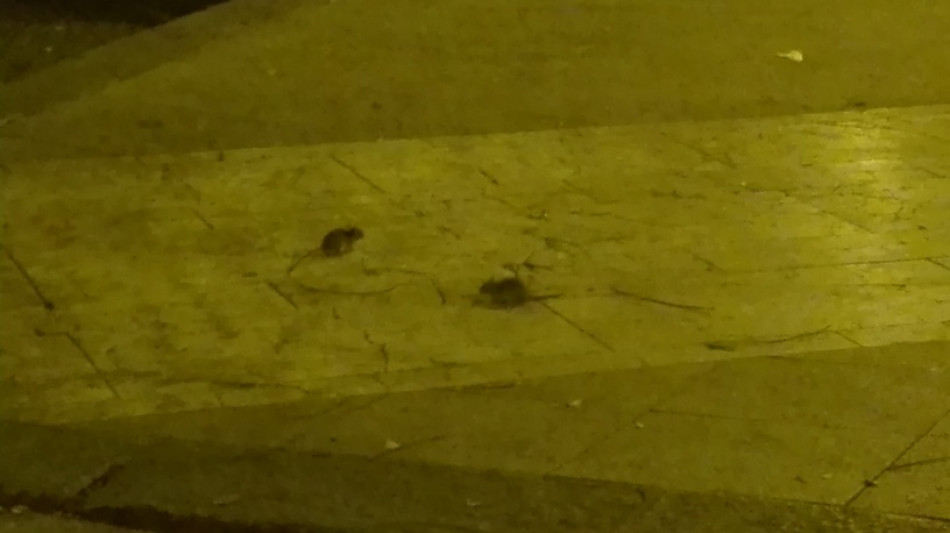 Crudelt&agrave; sulle cavie e omissioni, arresti a Catanzaro