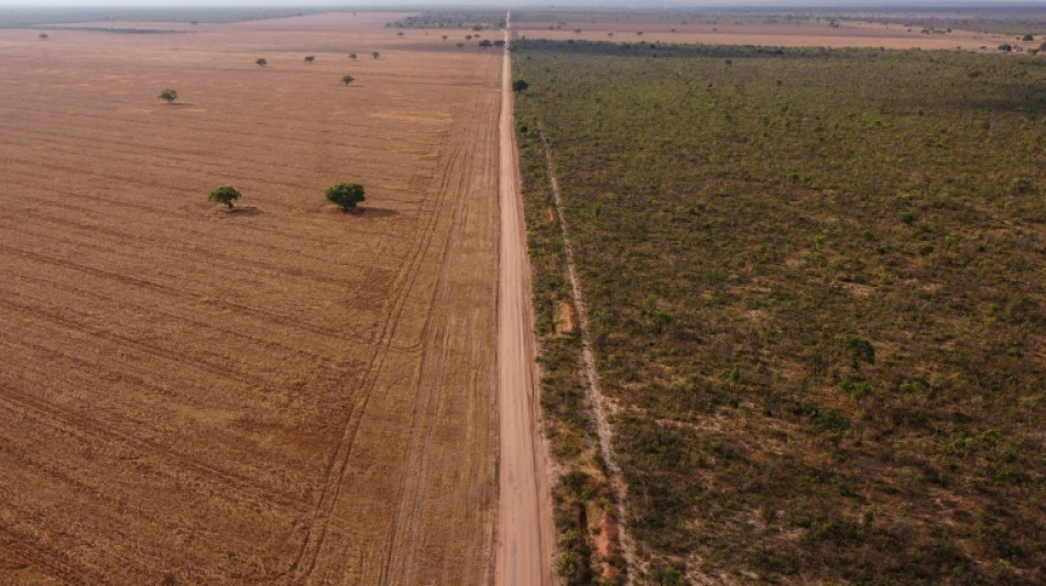 Carrera por salvar la Amazon&iacute;a deja de lado al Cerrado, la crucial sabana brasile&ntilde;a