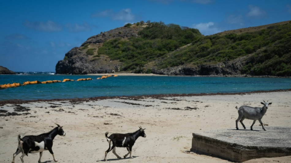 Aux Saintes en Guadeloupe, les ch&egrave;vres nuisent &agrave; la biodiversit&eacute; 