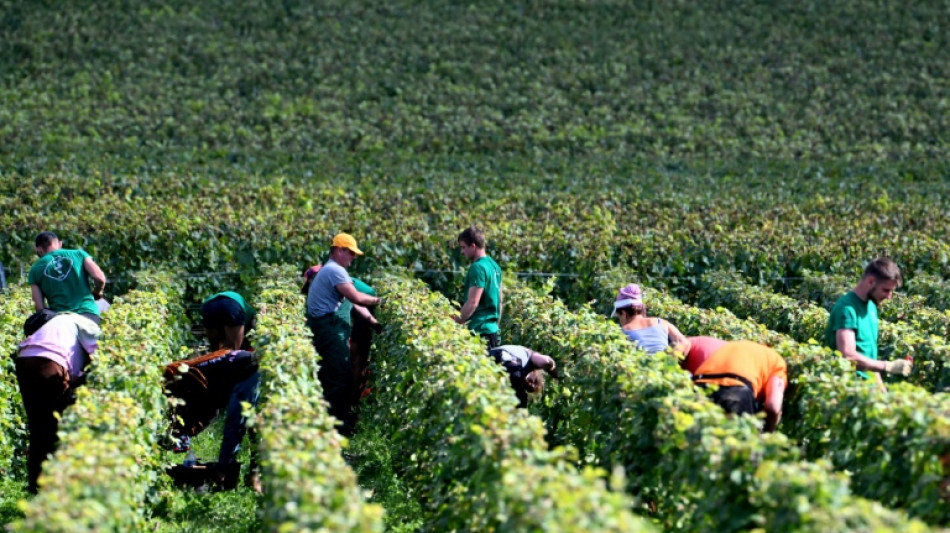 Les intemp&eacute;ries ram&egrave;nent les vendanges fran&ccedil;aises 2024 &agrave; des niveaux historiquement bas