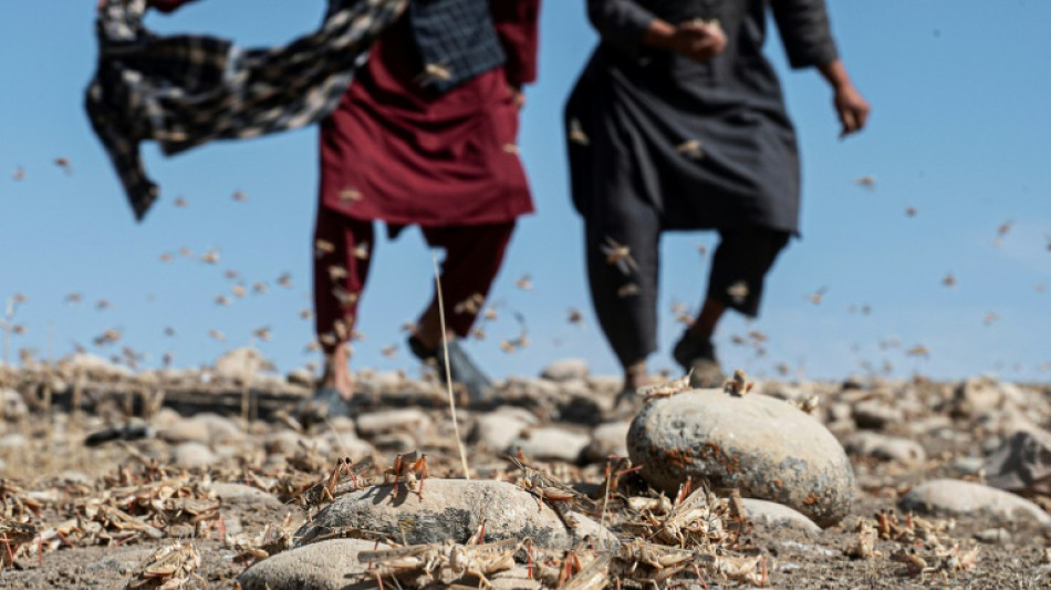 Afghanistan: des paysans d&eacute;munis face &agrave; l'invasion de criquets dans leurs champs