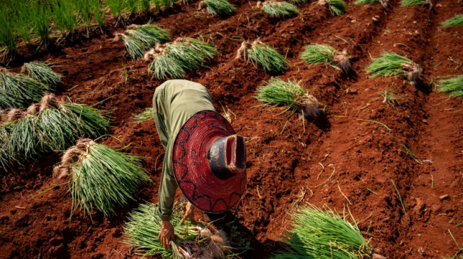 En Cuba, cada vez m&aacute;s alimentos importados que cultivados