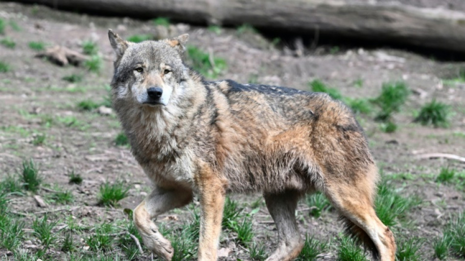 Culling controversy as French wolf population falls in 2023