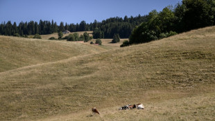 La Suisse surveille une hausse des cas de maladie d'origine inconnue chez les vaches laiti&egrave;res