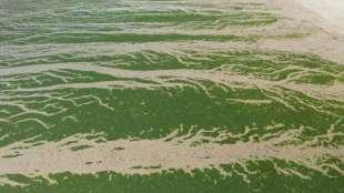 Algues vertes: la justice condamne l'Etat à indemniser les proches d'un joggeur décédé en 2016
