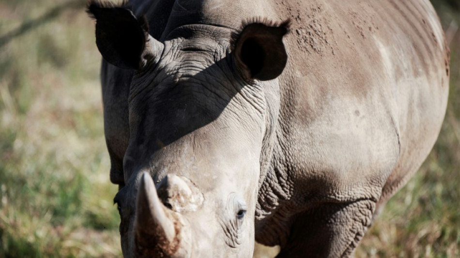 Nashorn-Wilderei im Kr&uuml;ger-Nationalpark geht zur&uuml;ck