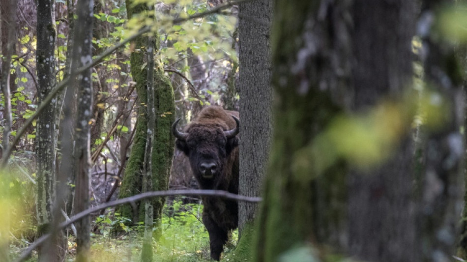 A herd stop: Train kills 3 rare bison in Poland