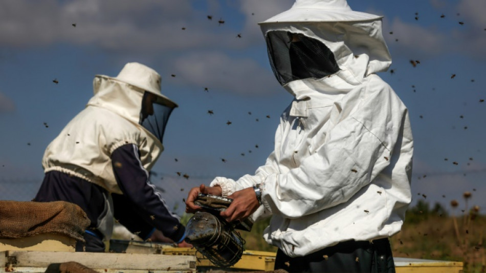 A Gaza, &eacute;lever des abeilles pr&egrave;s de la p&eacute;rilleuse barri&egrave;re frontali&egrave;re