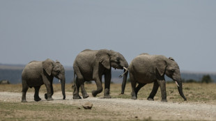 Kenya: le d&eacute;c&egrave;s de 15 &eacute;l&eacute;phants en un mois attribu&eacute; &agrave; l'absorption de cyanure, selon l'enqu&ecirc;te