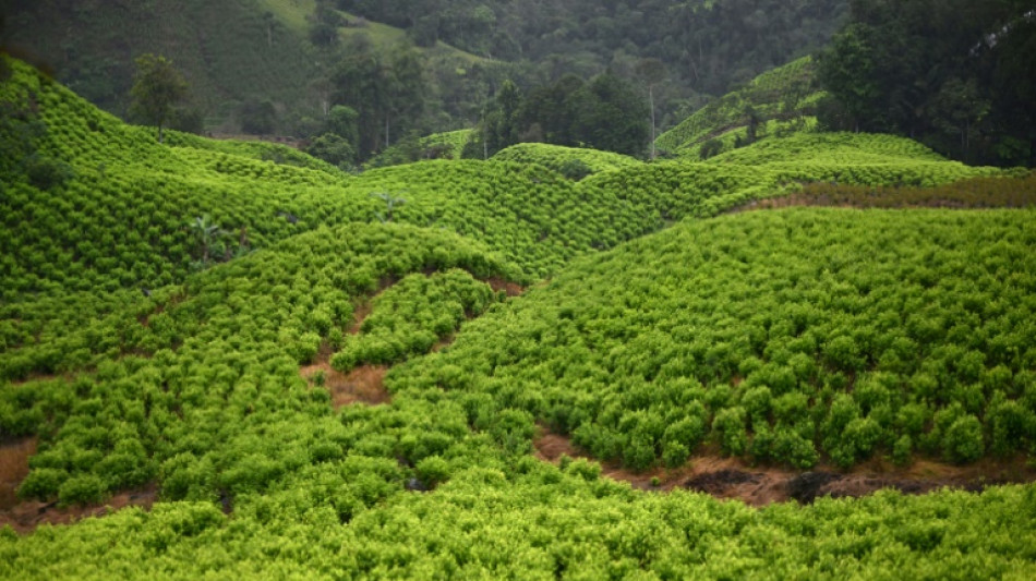 Colombie: record historique de production de coca&iuml;ne en 2023