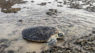 Au Y&eacute;men, les tortues manquent de m&acirc;les &agrave; cause du r&eacute;chauffement climatique