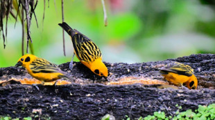 O&aacute;sis protegido no Equador diverge opini&otilde;es entre ambientalistas e mineradoras