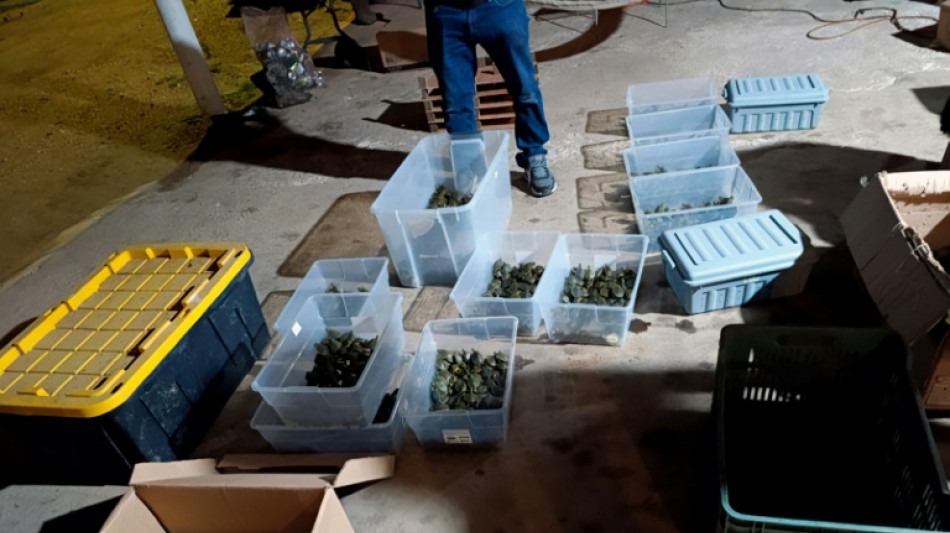 Mexique: sauvetage de 3.427 b&eacute;b&eacute;s tortues victimes de trafic