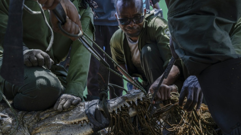 Kenya steps up crocodile hunt as rising lakes fuel conflict