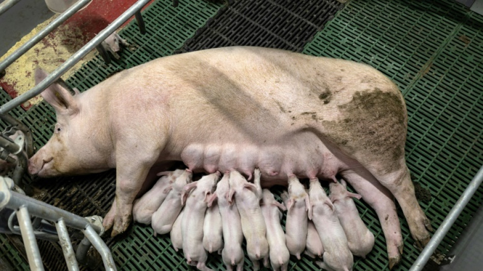 En Bretagne, la filière porcine met en avant des agrandissements "nécessaires" mais "exemplaires"