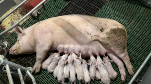 En Bretagne, la filière porcine met en avant des agrandissements "nécessaires" mais "exemplaires"