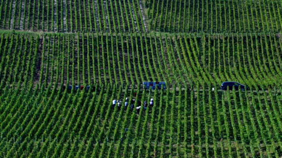 Entre inflation des bouteilles et nouveaux goûts, la consommation mondiale de vin au plus bas depuis 1961