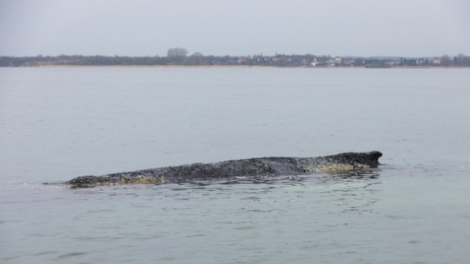 Vor Ostseek&uuml;ste liegender Wal soll nach Ostern erneut begutachtet werden