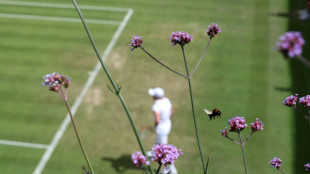 All-white and lavender: Wimbledon hunts drought-resistant flowers