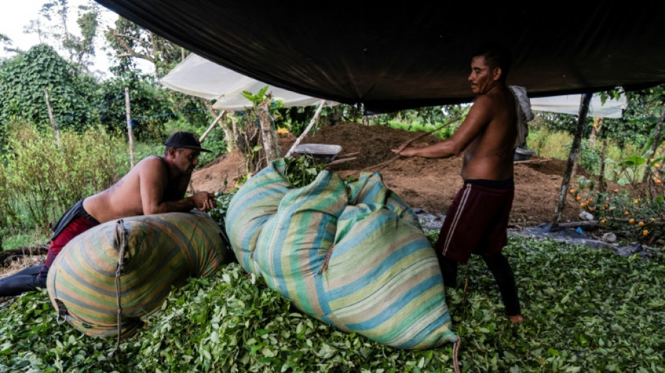 Mercado da coca&iacute;na est&aacute; em crise na Col&ocirc;mbia