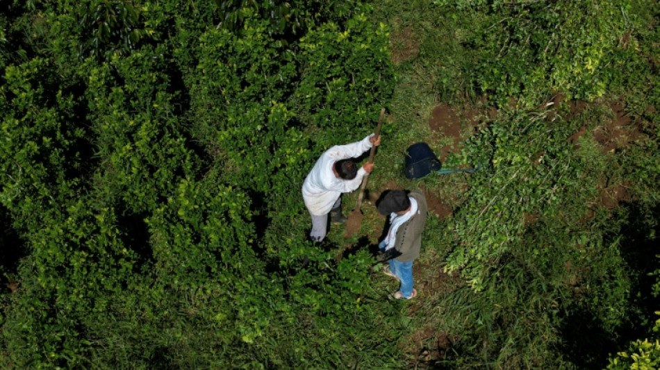 Pagar para arrancar plantas de coca: a aposta da Colômbia contra o narcotráfico