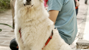 La Russa, &egrave; ora di autorizzare gli animali domestici al Senato