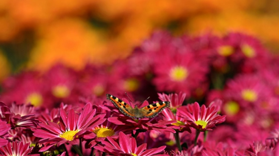 Dunkler Wiesenknopf-Ameisenbläuling ist Schmetterling des Jahres 2026
