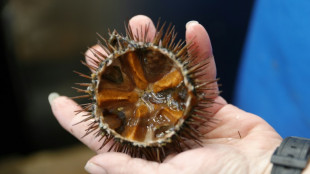 Manque d'oursins en M&eacute;diterran&eacute;e: la p&ecirc;che doit-elle faire une pause?