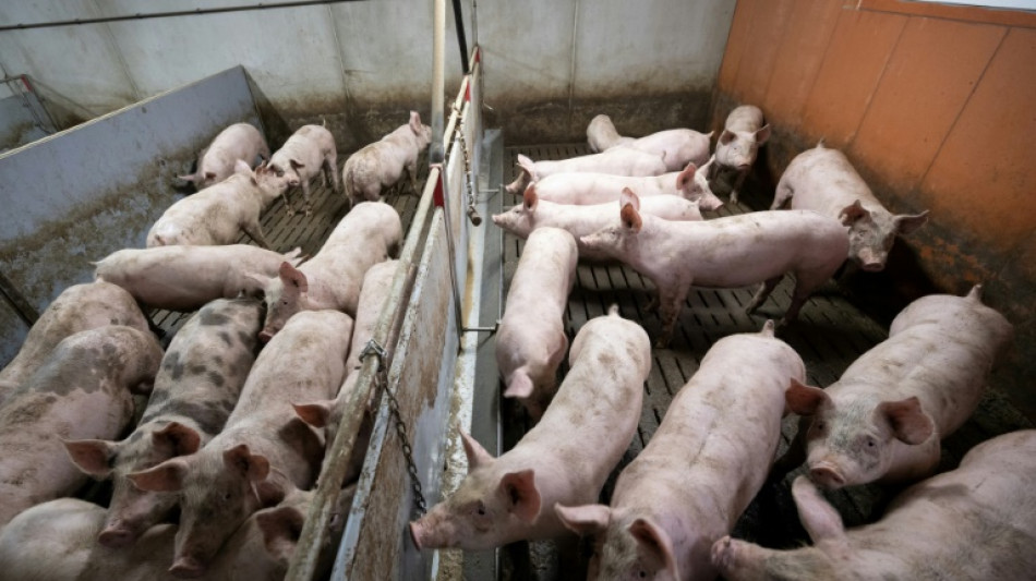Rund 600 Schweine auf Bauernhof in Niedersachsen mutma&szlig;lich verhungert