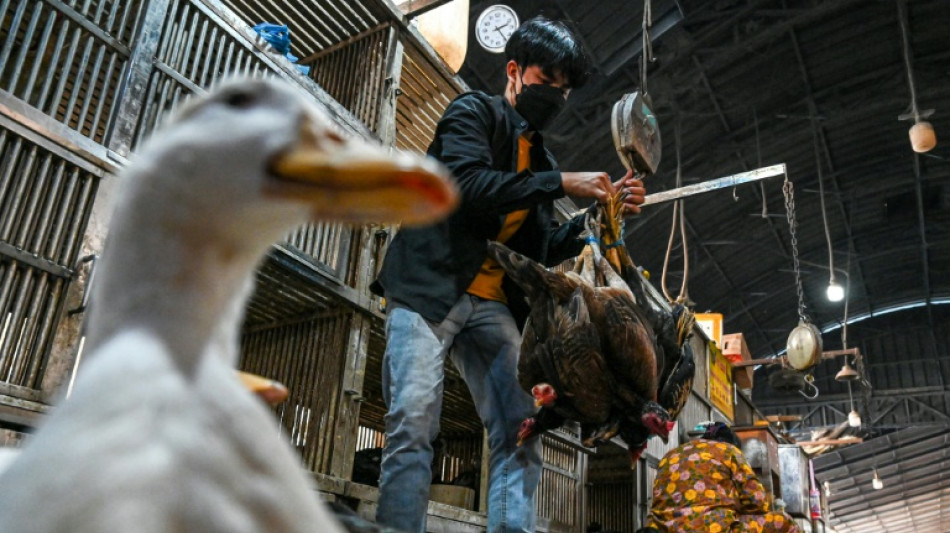 Grippe aviaire au Cambodge: pas de transmission entre êtres humains