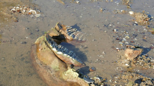 Le faible niveau du Danube r&eacute;v&egrave;le des ossements de mammouth en Bulgarie