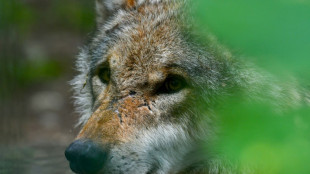 Bundesrat macht Weg frei f&uuml;r Erleichterung der Jagd auf W&ouml;lfe