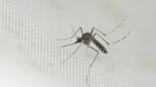 Chikungunya: un premier cas autochtone identifi&eacute; cette saison en France