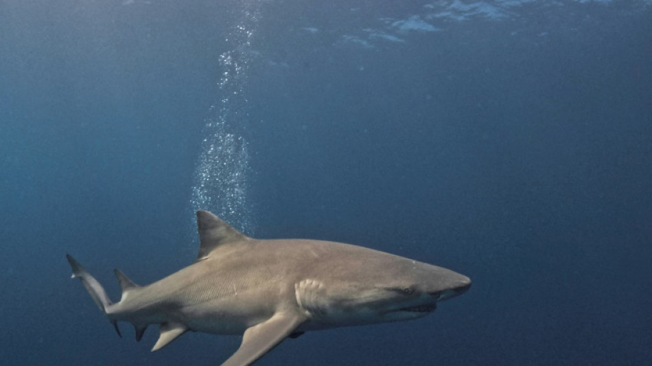Egypte: un touriste tu&eacute; par un requin en mer Rouge (minist&egrave;re de l'Environnement) 