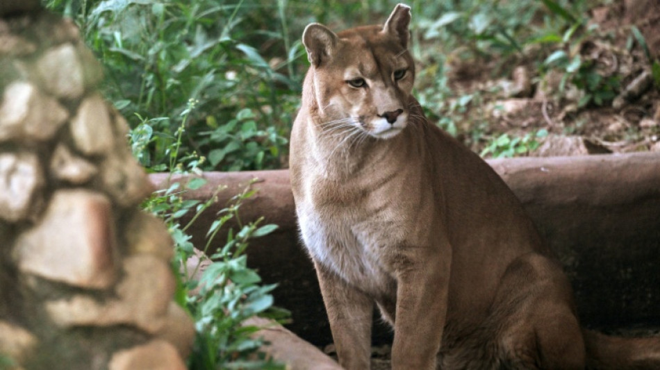 Un santuario en Sao Paulo al rescate de pumas acechados por la urbanización