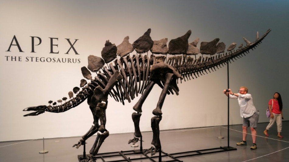 Bilion&aacute;rio americano compra esqueleto de dinossauro mais caro do mundo