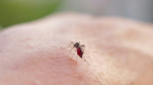 Chikungunya: Mayotte est passée en phase d'épidémie, selon Santé publique France 