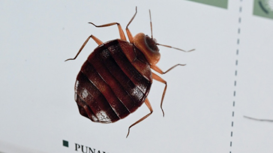Punaises de lit: un insecticide interdit en France continue &agrave; circuler et a fait quatre morts, alertent les autorit&eacute;s sanitaires