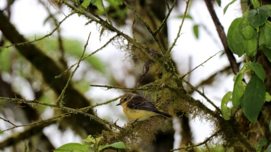 Crece en Gal&aacute;pagos la poblaci&oacute;n de p&aacute;jaro brujo en estado vulnerable