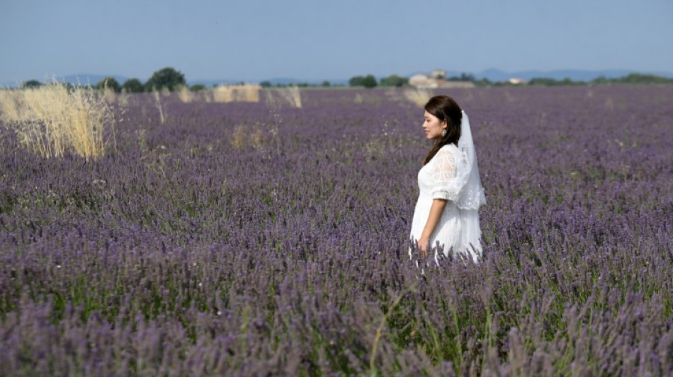En Provence, malgr&eacute; les s&eacute;cheresses r&eacute;currentes, les champs de lavande attirent toujours les foules
