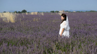 En Provence, malgr&eacute; les s&eacute;cheresses r&eacute;currentes, les champs de lavande attirent toujours les foules