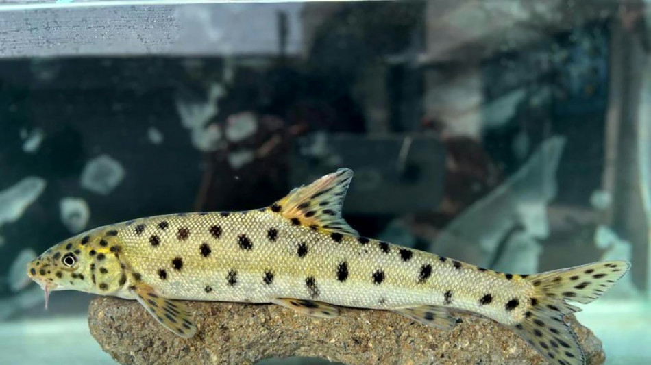 Turkey hails iscovery of endangered leopard barbel fish